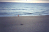 naucettcrowdedbeach.gif (125455 bytes)