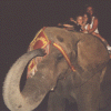 elephant.gif (181925 bytes)