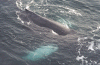 whaleclosetoboat.gif (170380 bytes)