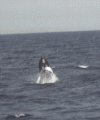 whalejump.gif (79160 bytes)