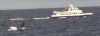 whalejumpbyboat.gif (142737 bytes)