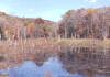 bluehillsswamp2.gif (112741 bytes)