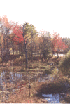 bluehillsswamp.gif (93200 bytes)