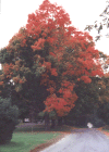 deerfieldautumncolours.gif (78319 bytes)
